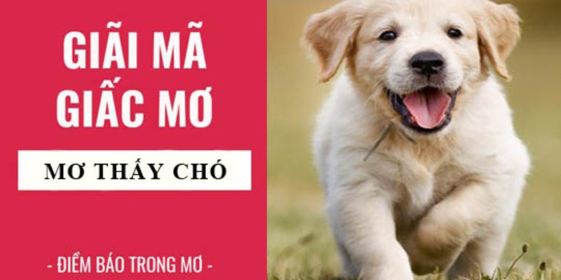 Mơ thấy chó mang ý nghĩa gì báo hiệu với các con đề 